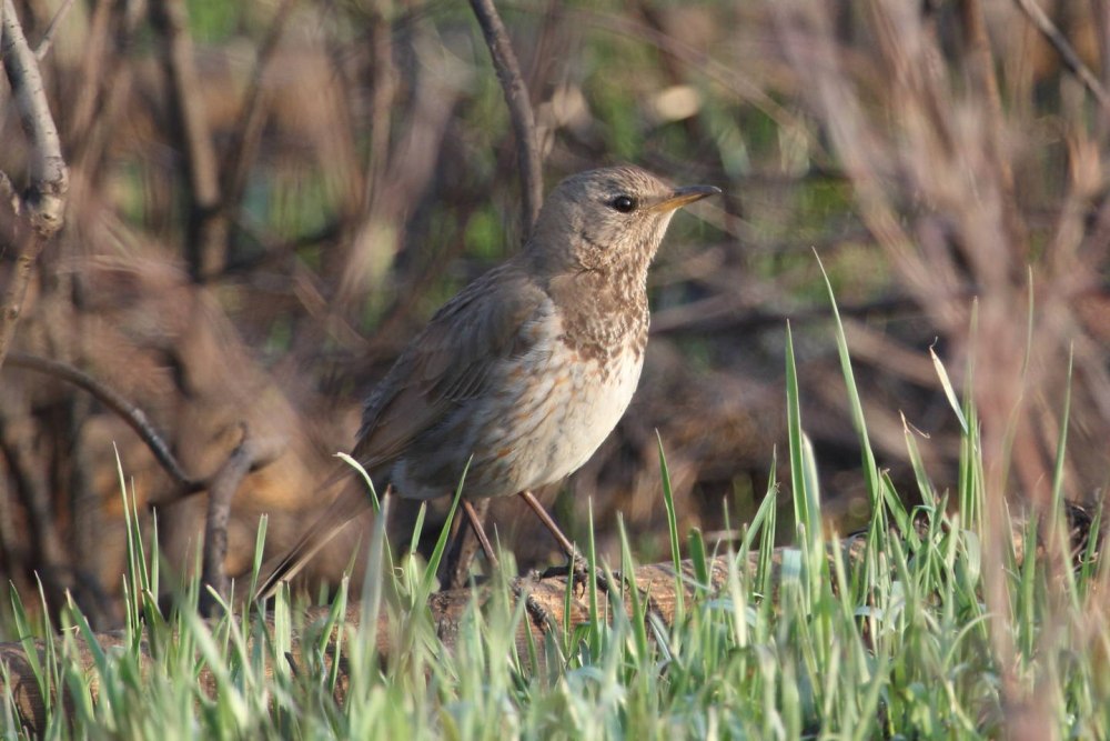 Чернозобый Дрозд среда обитания