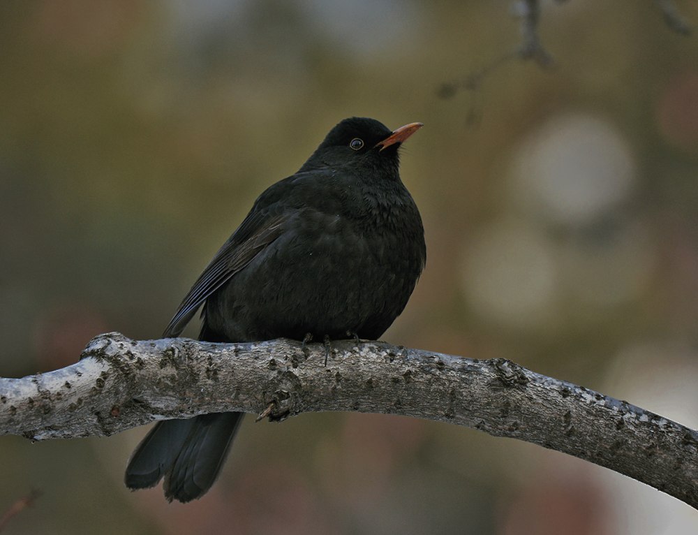 Чёрный Дрозд Астрахань