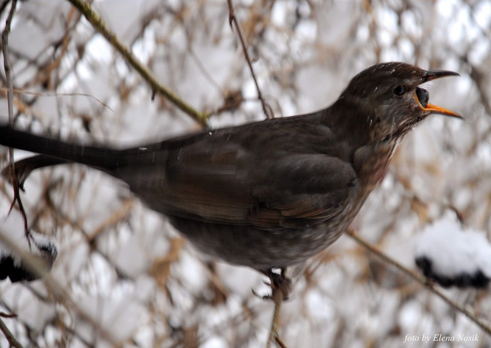Серый Дрозд (Grey Catbird)