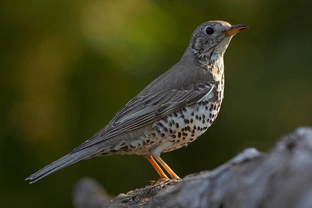 Певчий Дрозд деряба