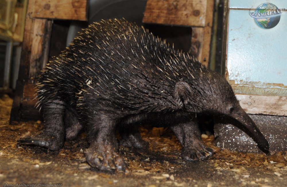 Проехидна Бартона Zaglossus Bartoni