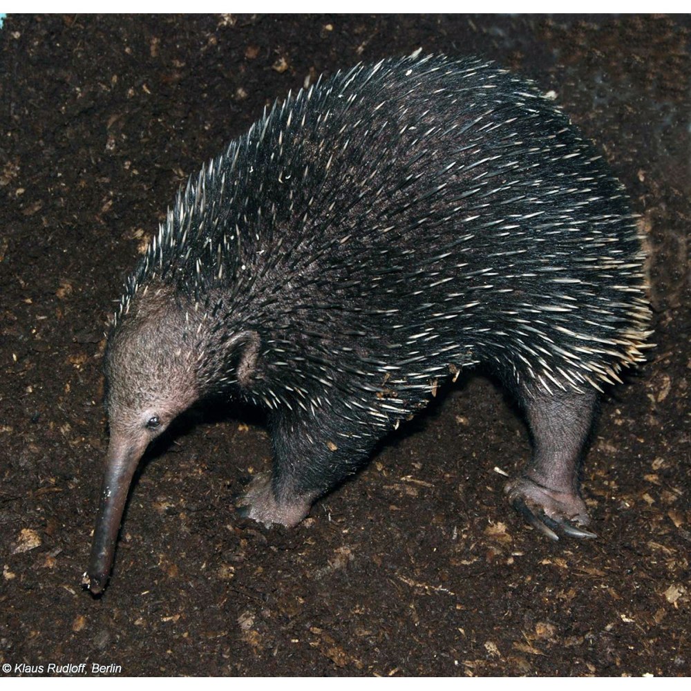 Zaglossus bruijni