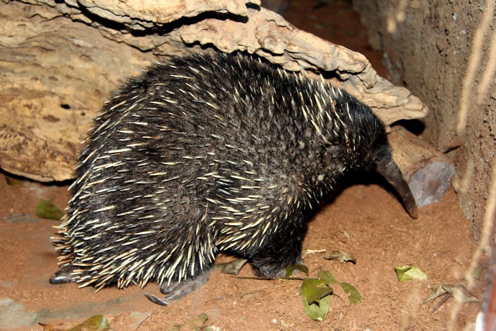 Zaglossus bruijni