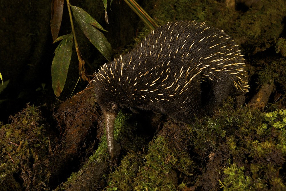 Zaglossus bruijni