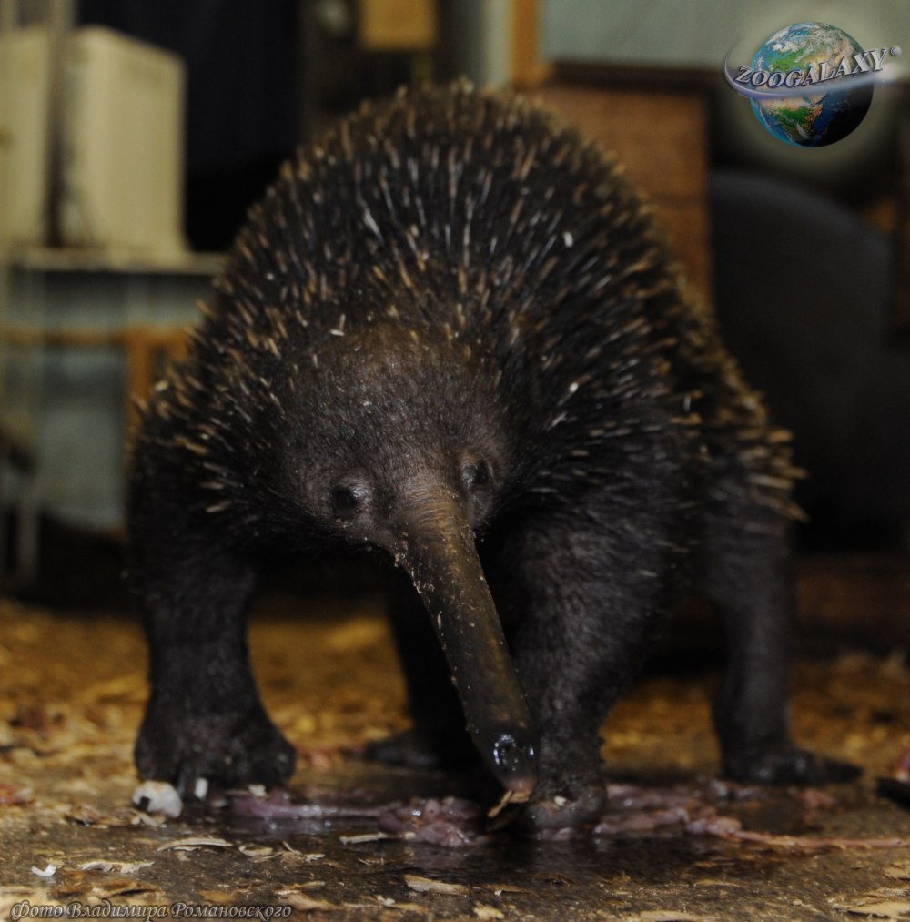 Zaglossus bruijni