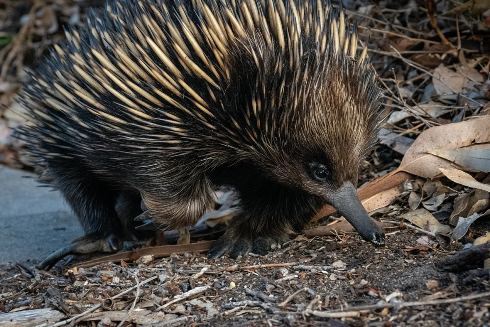 Tachyglossus aculeatus