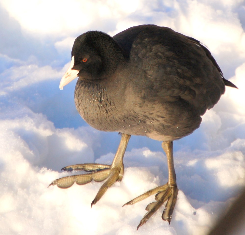 Гашгалдах птица в Азербайджане