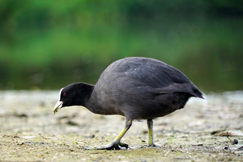Лысуха птица съедобная