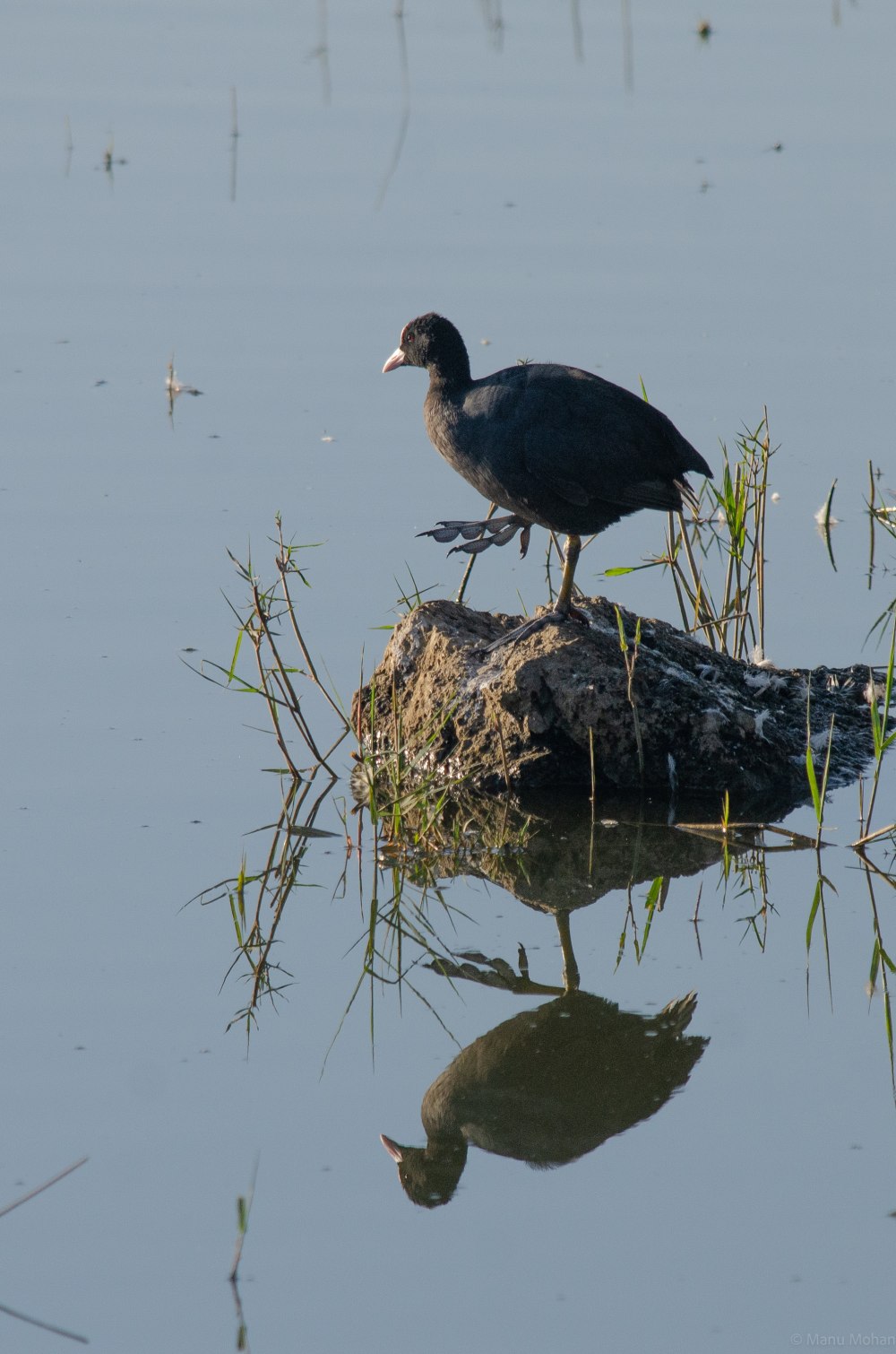 Полет лысухи