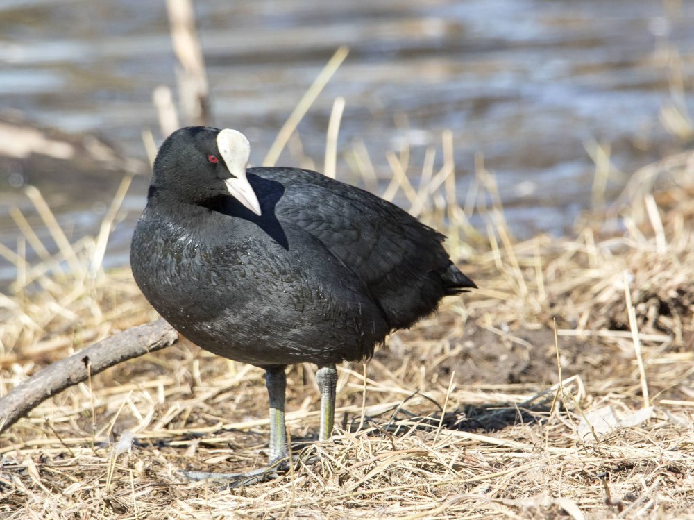 Черная лысуха