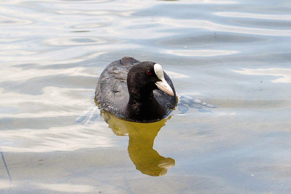 Краснолобая лысуха