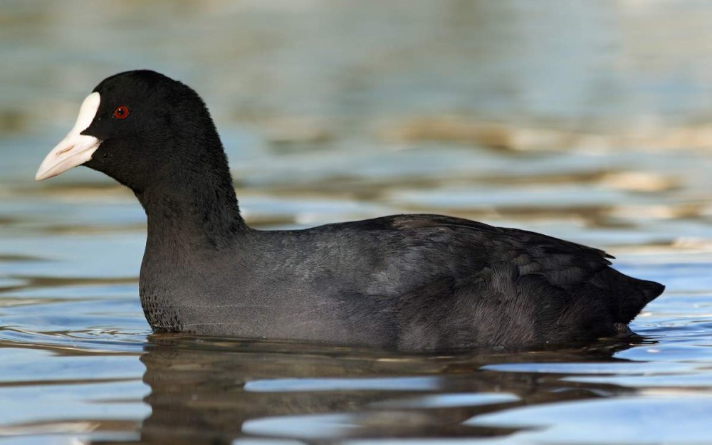 Утка лысуха нырок