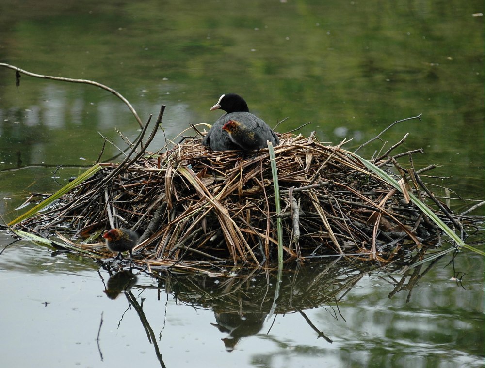 Лысуха птица гнезда