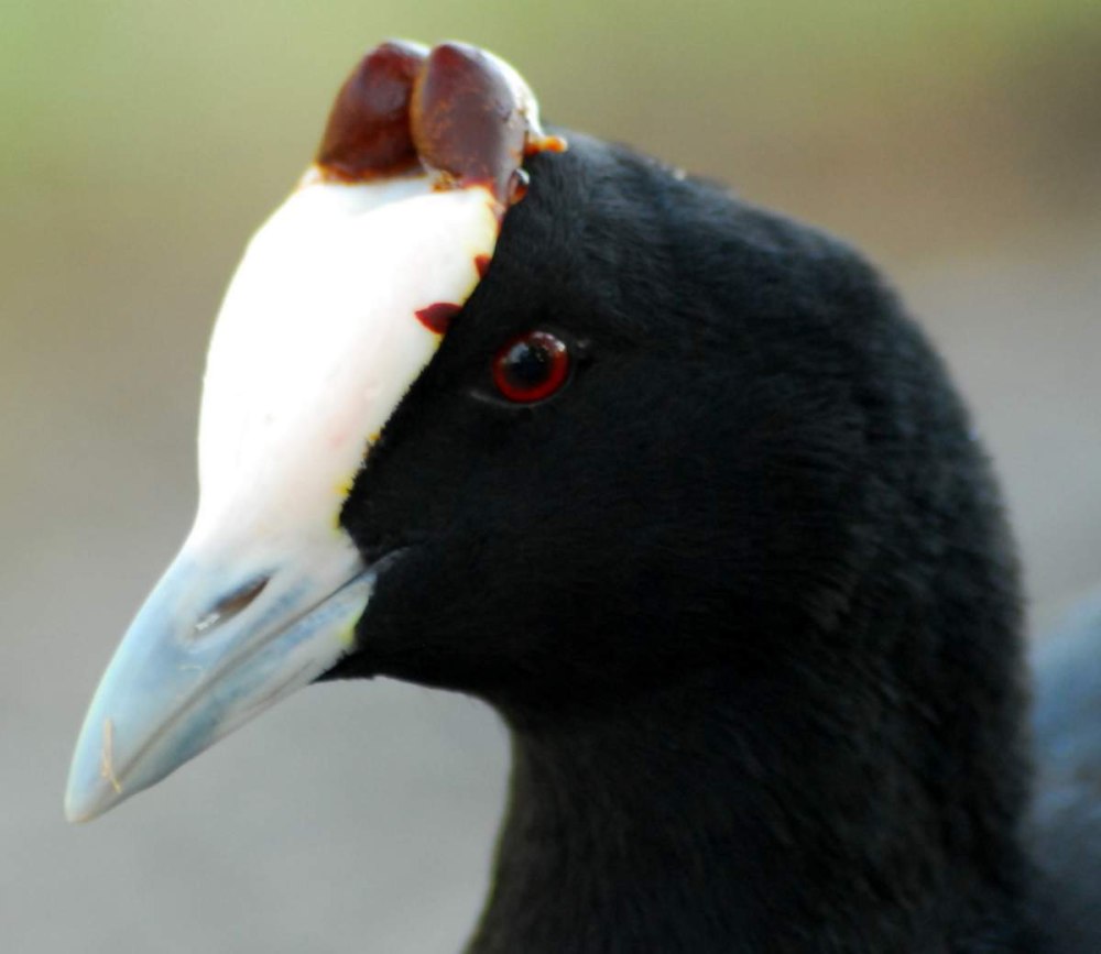 Птица рогатая лысуха