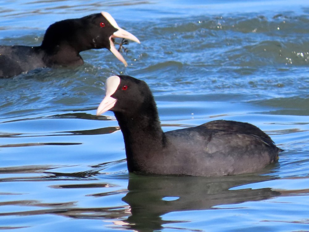 Лысуха Северная Осетия