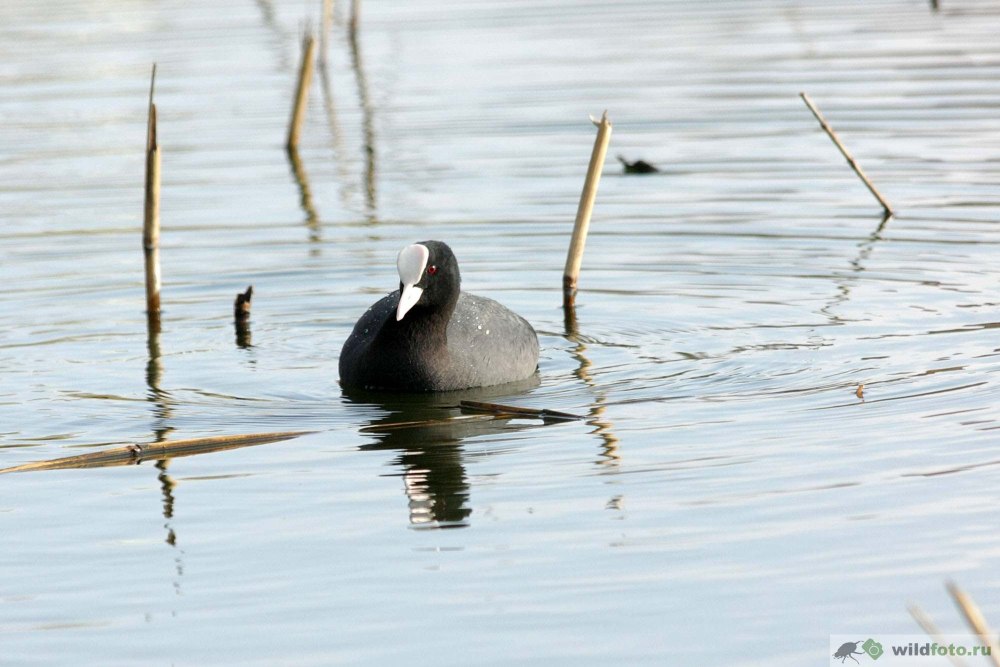 Лысуха на Кубани