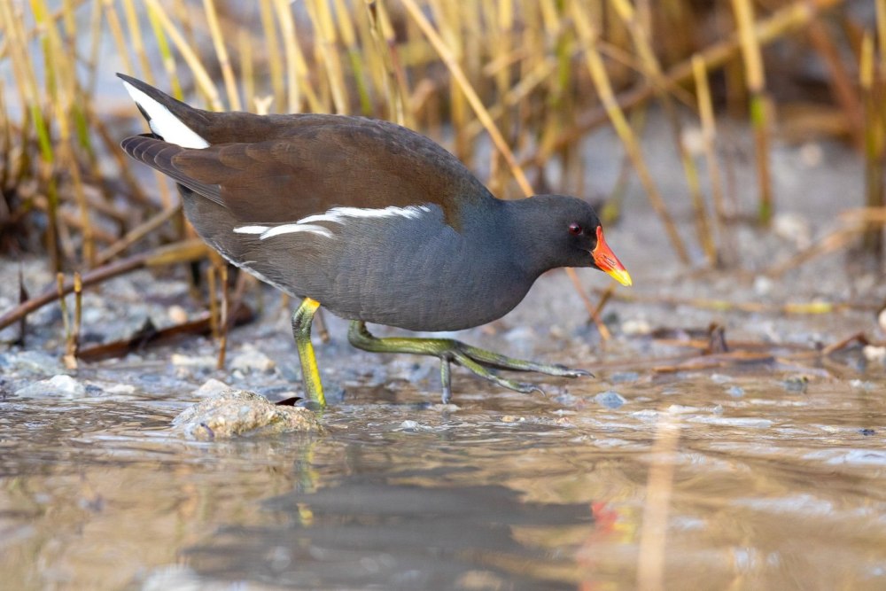 Болотная утка камышница