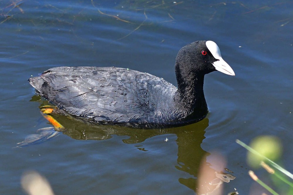 Птица семейства пастушковых 8