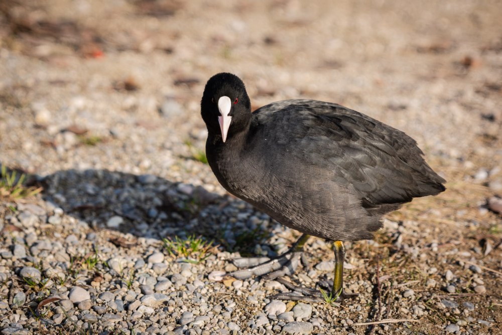Птица рогатая лысуха