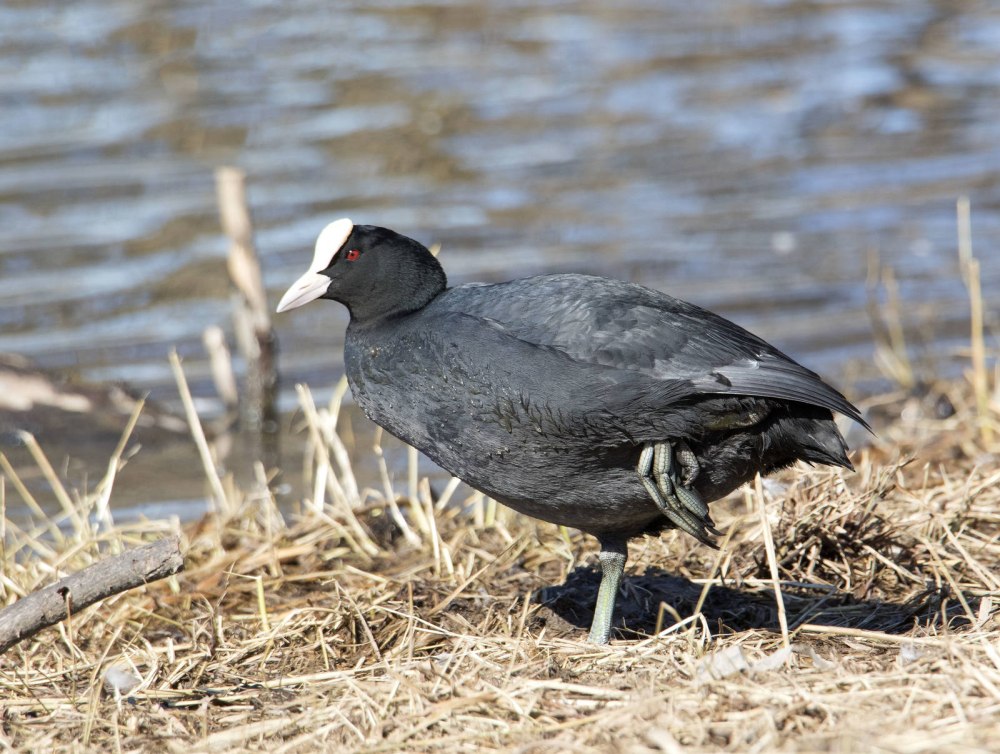Лысуха Самарской области картинки