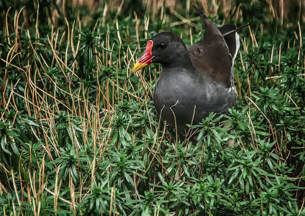 Животное камышница
