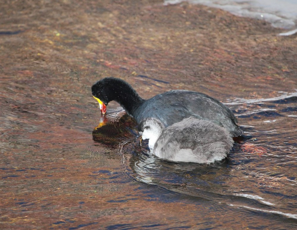 Гигантская лысуха
