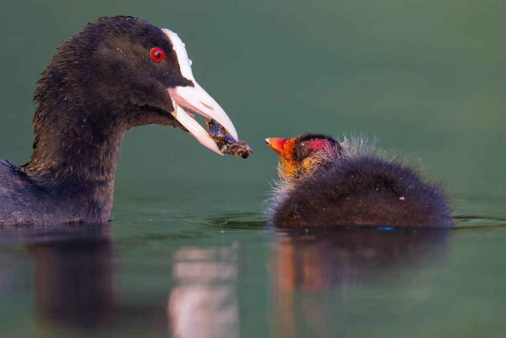 Лысуха птица с человеком