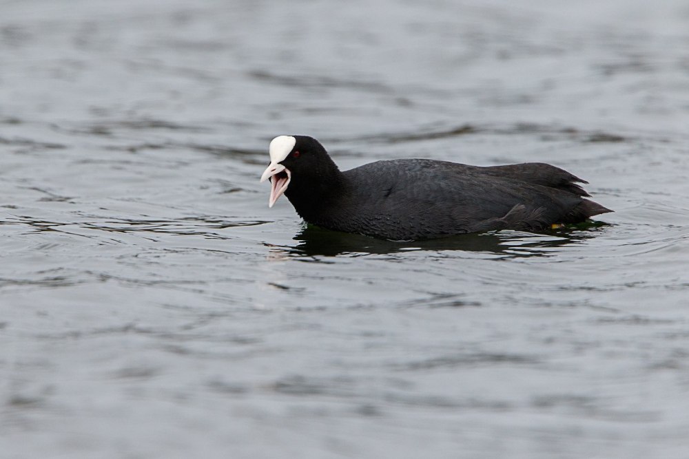 Желтоклювая лысуха