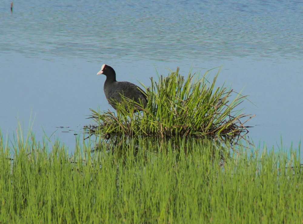 Гнездо рогатой лысухи