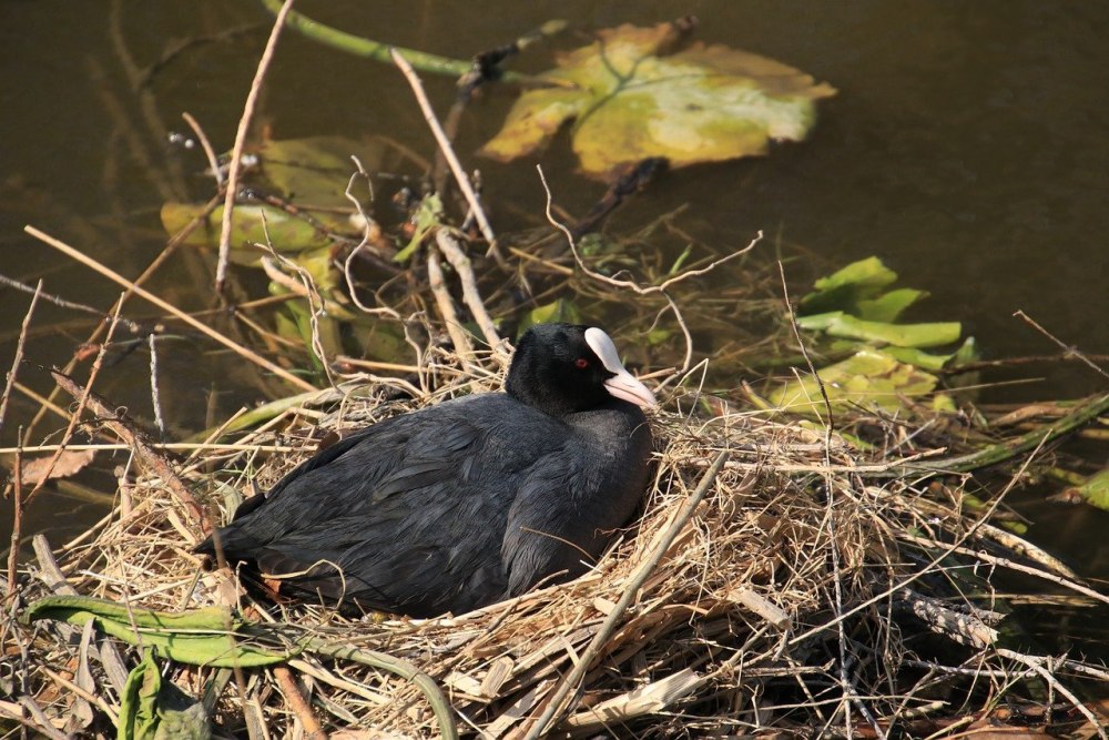 Каменное гнездо лысухи
