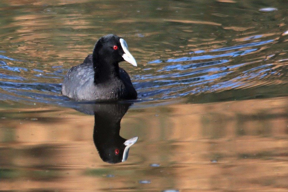 Австралийская утка