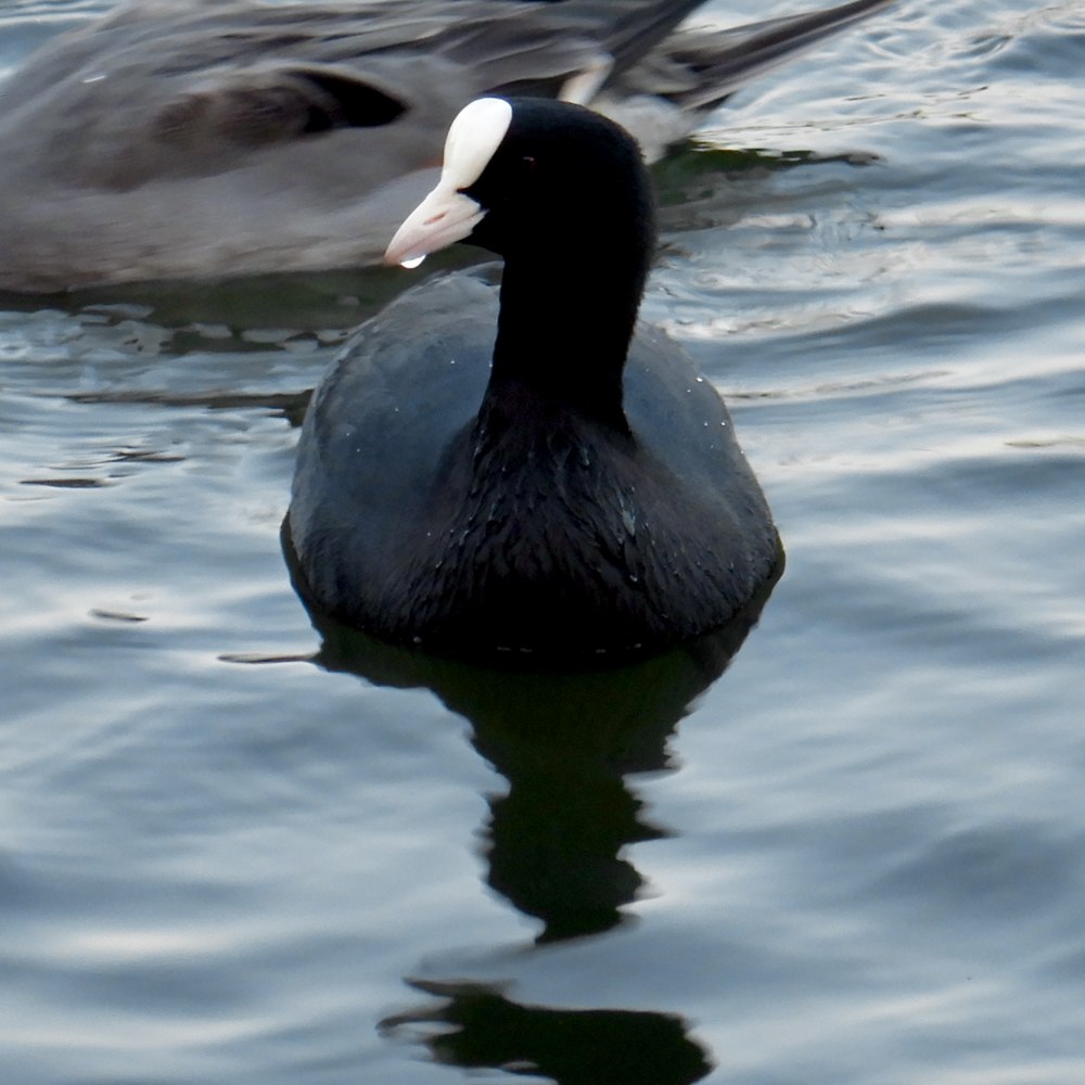 Утка лысуха нырок