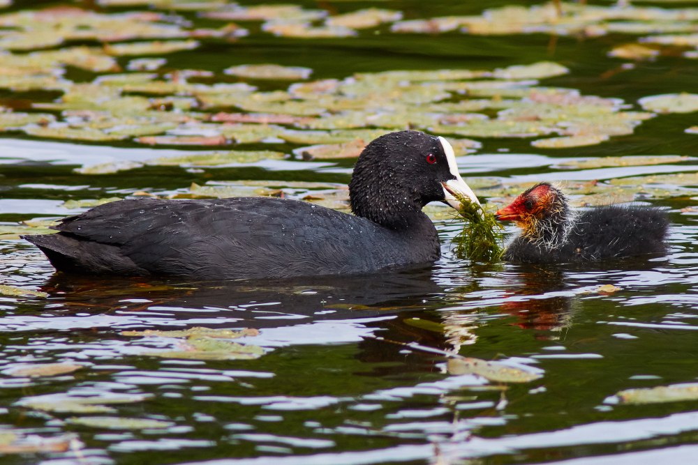 Болотная Курочка лысуха