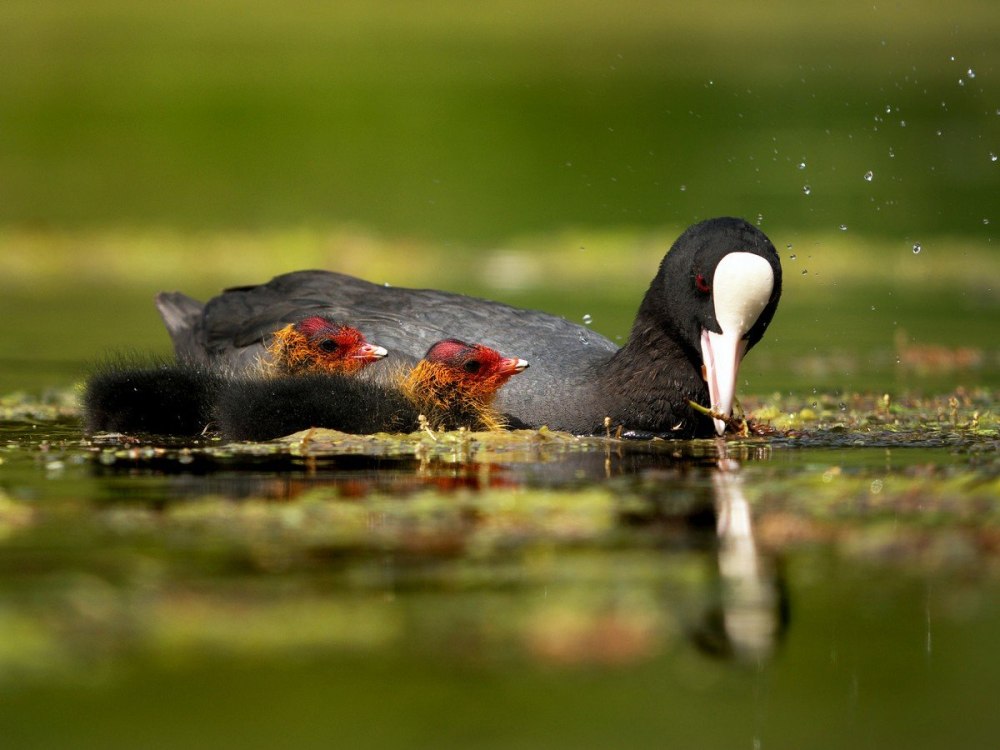 Лысуха звук