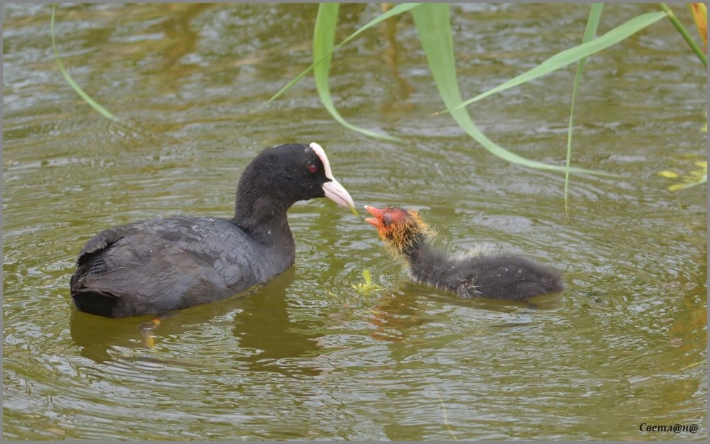 Американская лысуха птенец