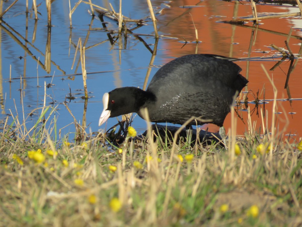 Лысуха в профиль