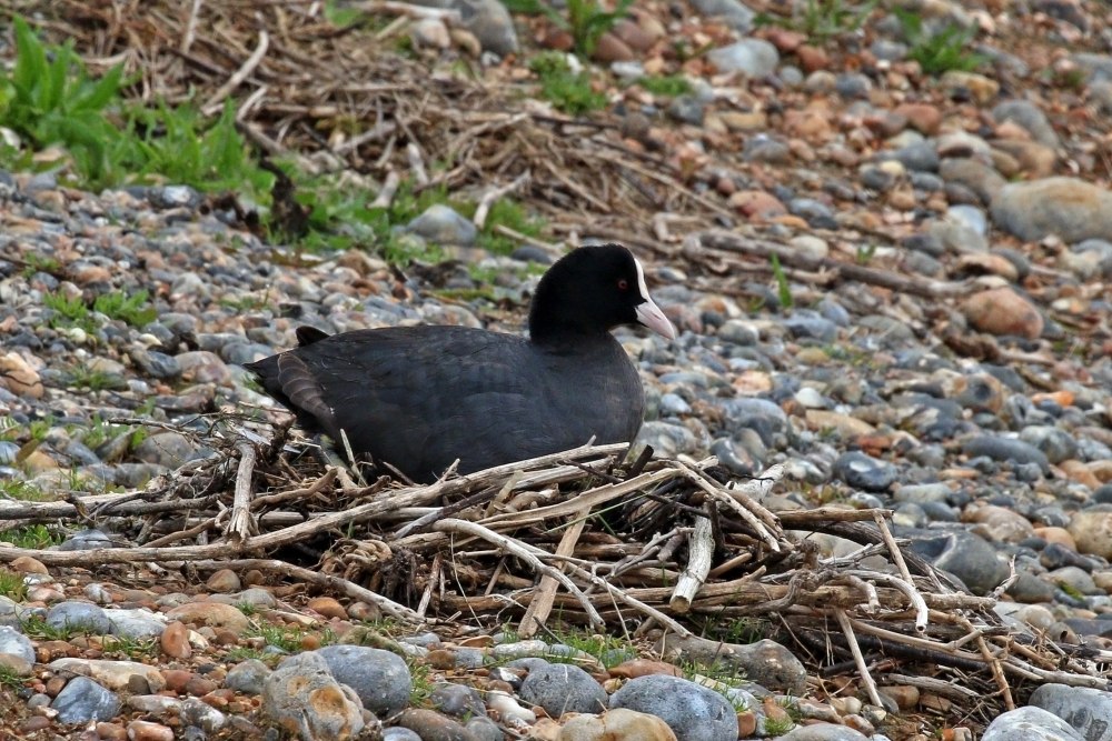 Гнездо рогатой лысухи