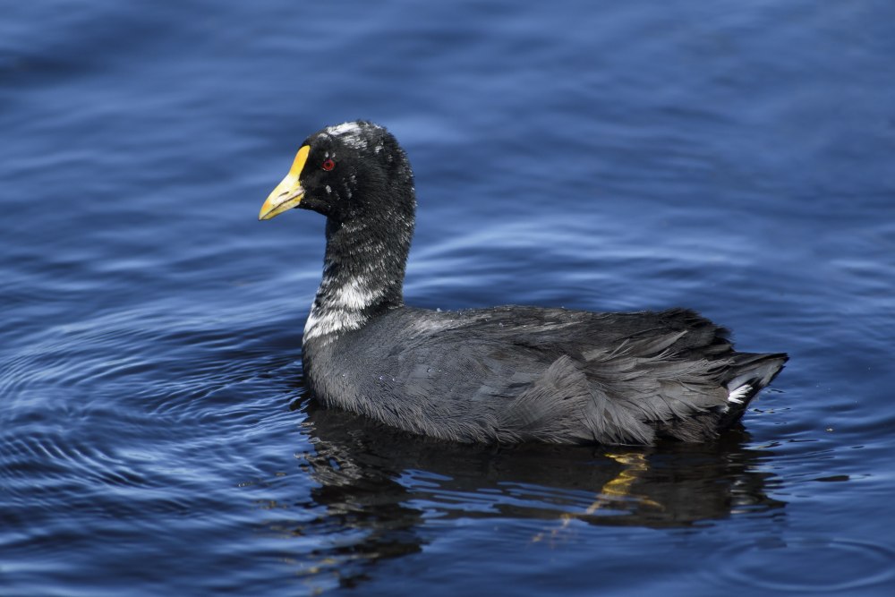 Белокрылая лысуха