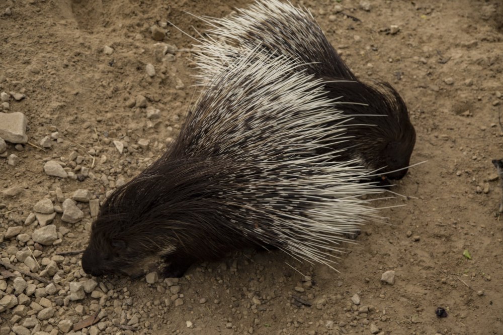 Дикобраз hystrix cristata