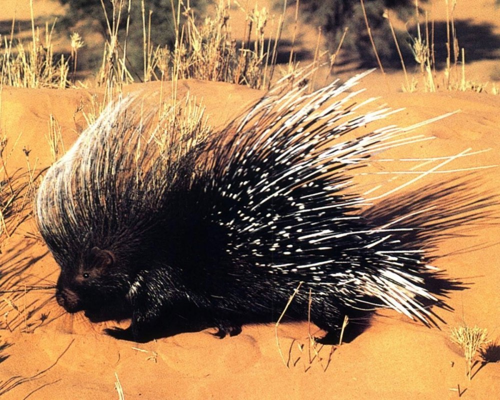 Гребенчатый Дикобраз hystrix cristata