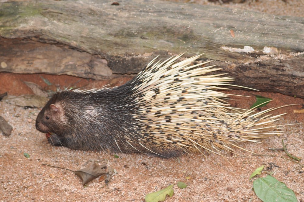 Дикобраз hystrix cristata