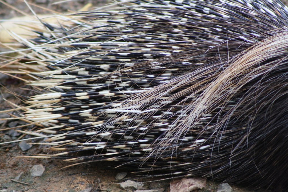 Южноафриканский Дикобраз hystrix africaeaustralis
