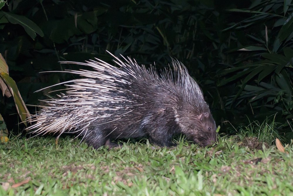Гребенчатый Дикобраз hystrix cristata