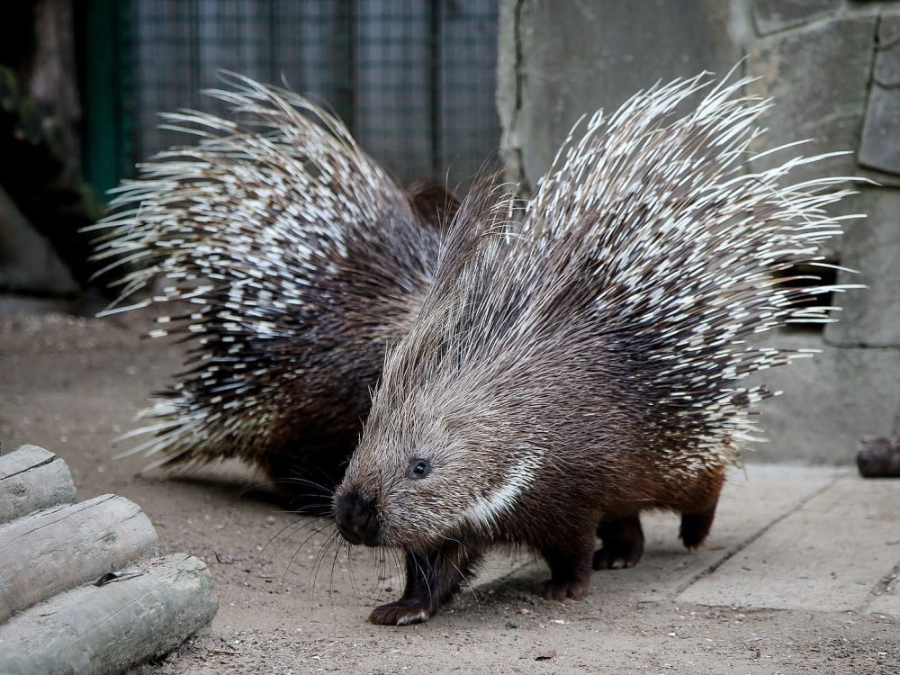 Индийский Дикобраз hystrix Indica