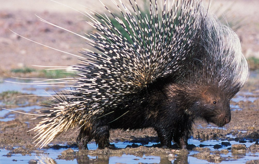 Дикобраз hystrix cristata