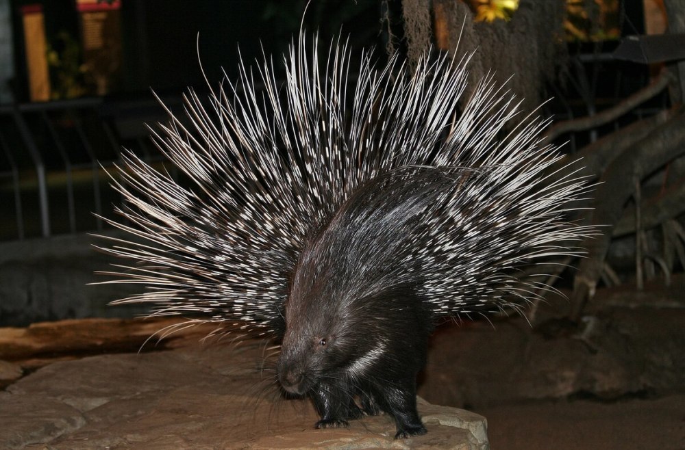 Индийский Дикобраз hystrix Indica