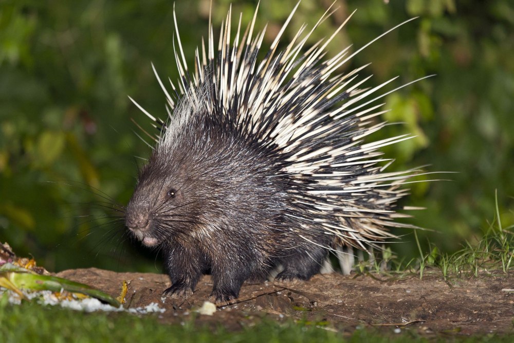 Дикобраз hystrix cristata