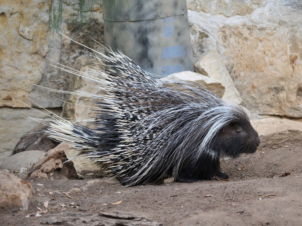 Hystrix cristata