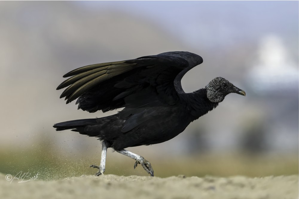 Американская черная катарта (Coragyps atratus)