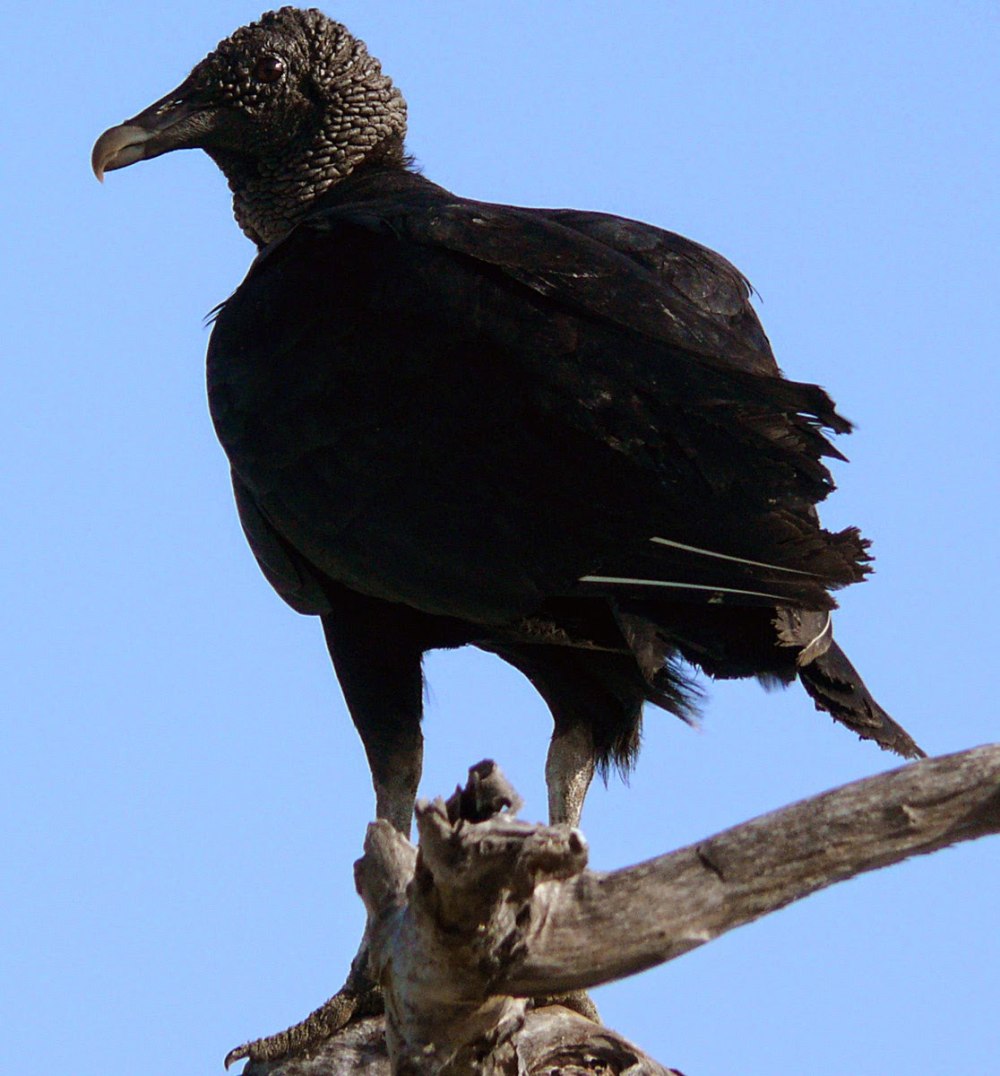 Coragyps atratus